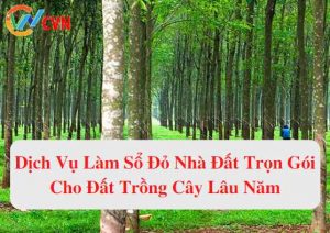 dich vu lam so do nha dat tron goi cho dat trong cay lau nam tai ha noi